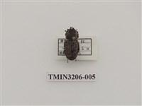 藏品(鏽鍬形蟲)的圖片
